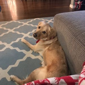 Meet your Posher, Melissa